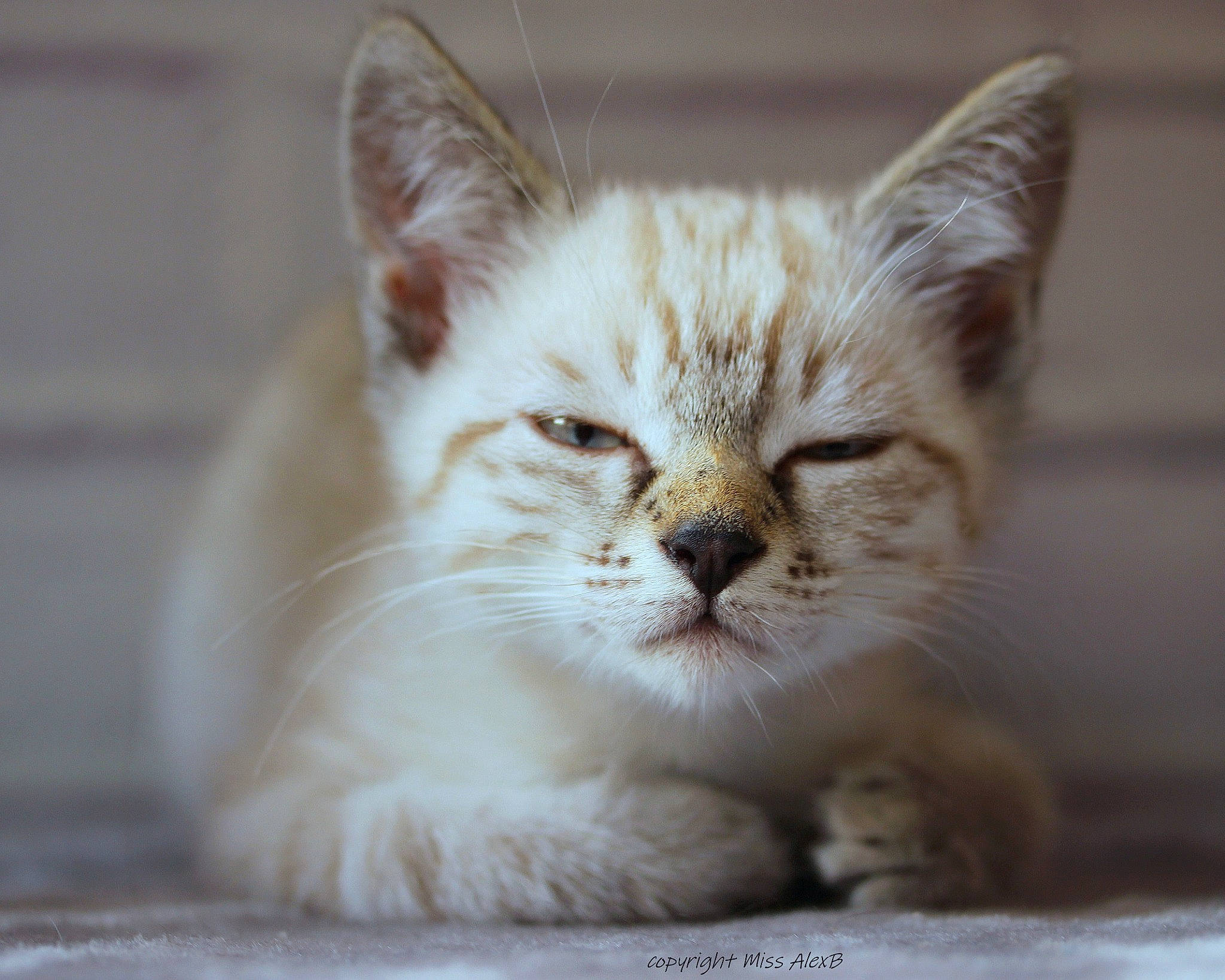 Victoire a rejoint le concours — aidez-le/la à gagner de superbes lots ! carnivore, cat, claw, domestic_short_haired_cat, fawn, felidae, fur, paw, small_to_medium_sized_cats, snout, terrestrial_animal, whiskers