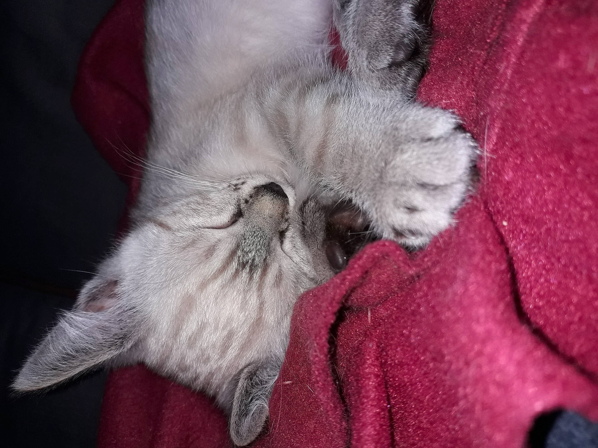 Victoire a rejoint le concours — aidez-le/la à gagner de superbes lots ! carnivore, cat, chartreux, claw, comfort, domestic_short_haired_cat, fawn, felidae, fur, grey, nap, paw, russian_blue, small_to_medium_sized_cats, snout, tail, whiskers