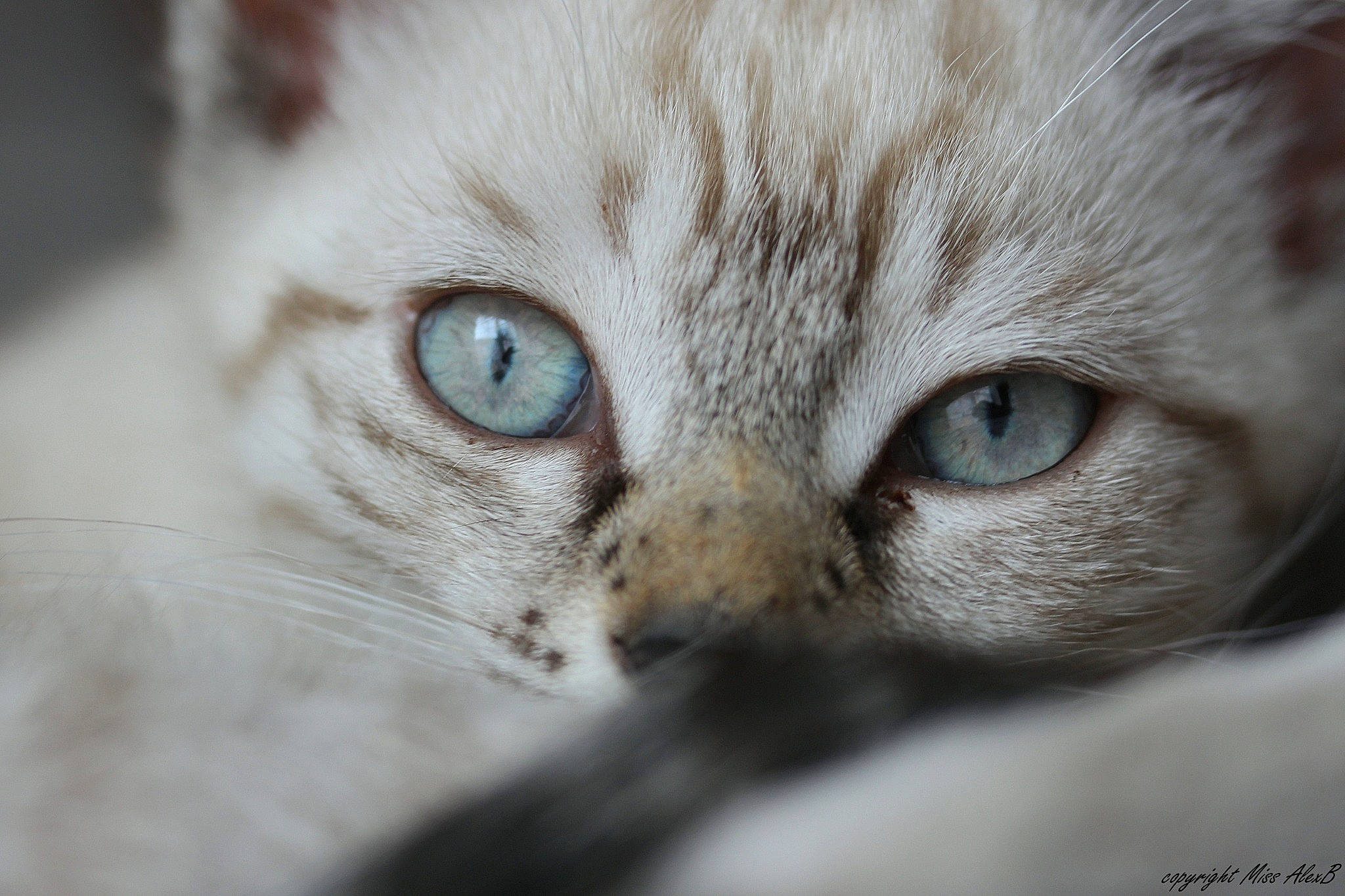 Victoire a rejoint le concours — aidez-le/la à gagner de superbes lots ! carnivore, cat, claw, domestic_short_haired_cat, eye, fawn, felidae, fur, macro_photography, paw, small_to_medium_sized_cats, snout, terrestrial_animal, whiskers, wildlife