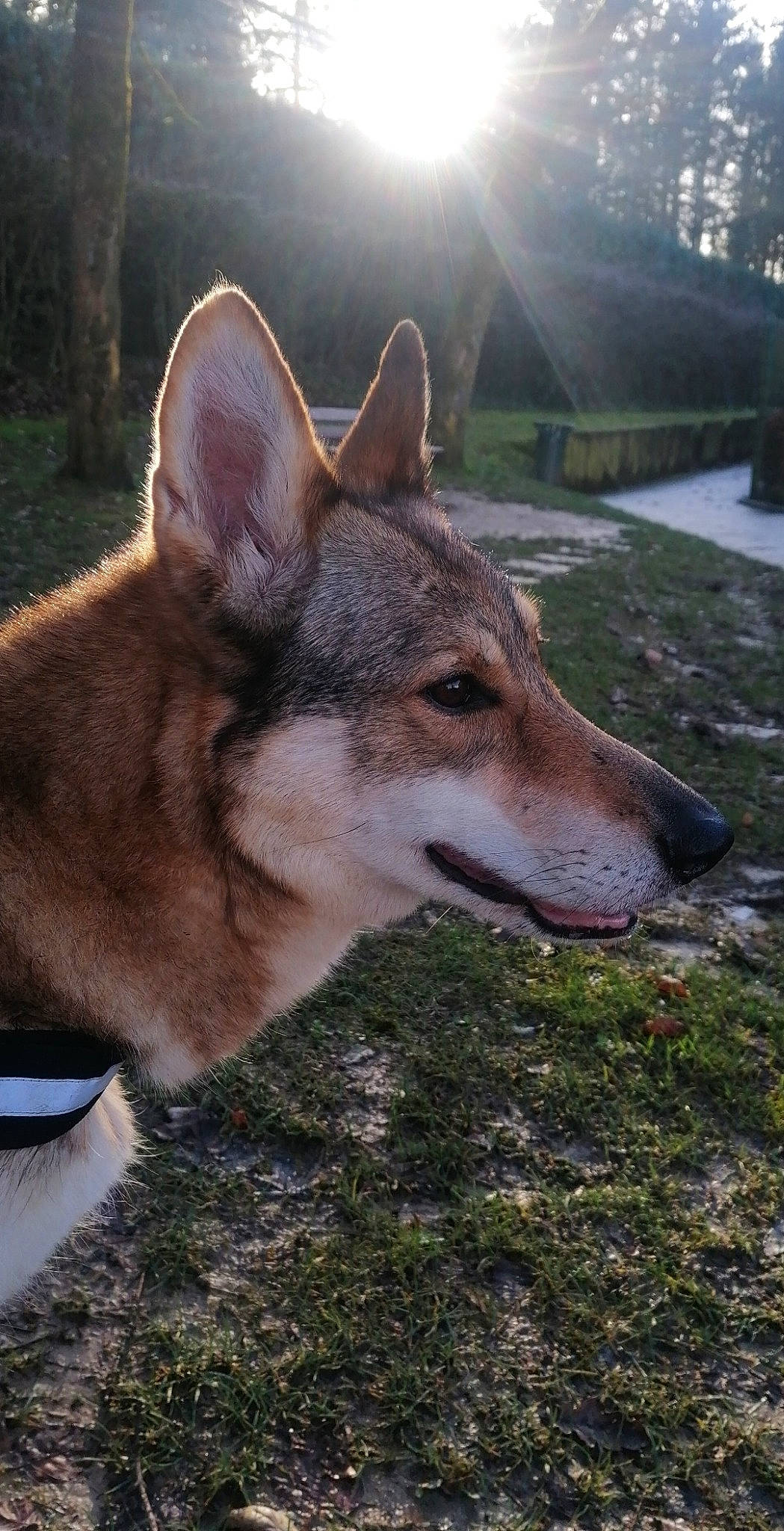 Jenna participe au concours pour gagner de l'argent avec cette photo : canidae, canis, carnivore, czechoslovakian_wolfdog, dog, dog_breed, east_siberian_laika, jamthund, kunming_wolfdog, mammal, native_american_indian_dog, northern_inuit_dog, saarloos_wolfdog, seppala_siberian_sleddog, shikoku, snout, tamaskan_dog, vertebrate, wolf, wolfdog