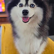 ùna a rejoint le concours — aidez-le/la à gagner de superbes lots ! dog, husky, siberian_husky, fluffy, black_and_white, blue_eyes, brown_eyes, tongue_out, smiling, sitting, portrait, pet, canine, fur, pointed_ears, indoors, blanket, mustard_yellow, living_room, close_up