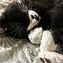 Mochi joined the competition — help win amazing prizes! cat, sleeping, black_and_white, paw, whiskers, bedspread, cozy, closeup, fur, resting, cute, animal, pet, indoor, peaceful, soft, nap, feline, pattern, relaxed