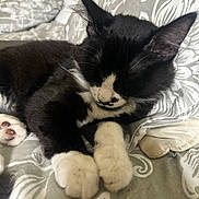 Mochi is registered to the contest to win money with this photo: cat, kitten, sleeping, black_and_white, paws, bed, blanket, cozy, fur, whiskers, ears, pet, cute, domestic_animal, resting, indoor, animal, feline, soft, young