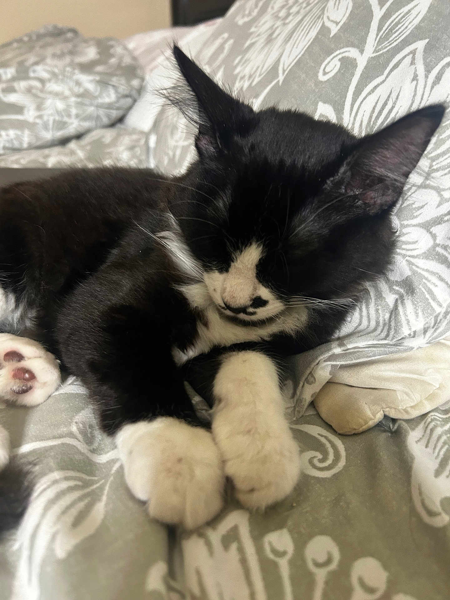Mochi is registered to the contest to win money with this photo: cat, kitten, sleeping, black_and_white, paws, bed, blanket, cozy, fur, whiskers, ears, pet, cute, domestic_animal, resting, indoor, animal, feline, soft, young