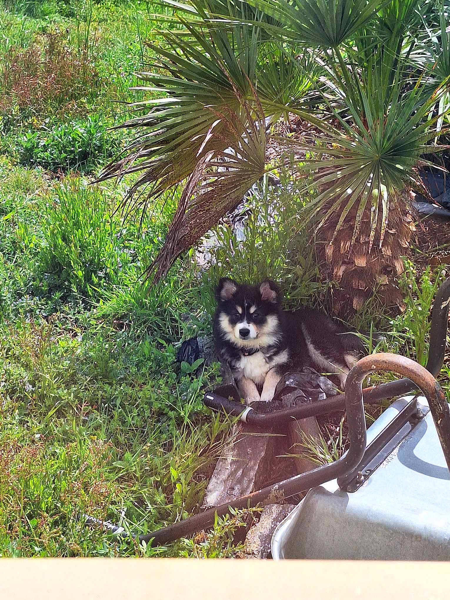 Volga a rejoint le concours — aidez-le/la à gagner de superbes lots ! arecales, botany, carnivore, companion_dog, dog_breed, fawn, grass, groundcover, jungle, landscape, natural_landscape, palm_tree, plant, sabal_minor, shrub, terrestrial_animal, terrestrial_plant, tree, vegetation, working_animal