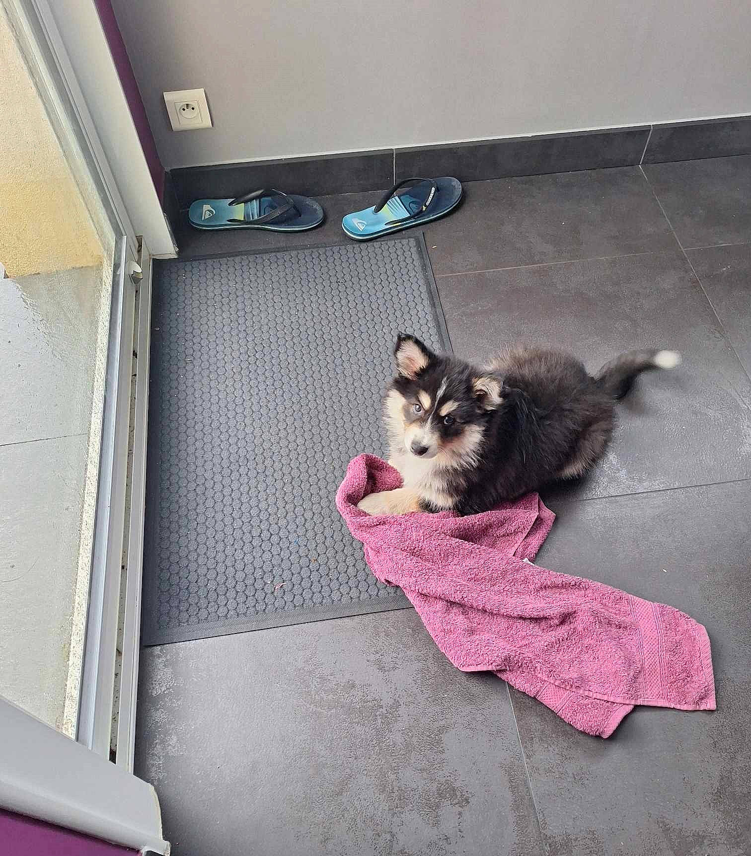 Volga participe au concours pour gagner de l'argent avec cette photo : canidae, carnivore, cat, comfort, companion_dog, dog_breed, domestic_short_haired_cat, felidae, floor, flooring, fur, grey, hardwood, linens, paw, room, small_to_medium_sized_cats, sporting_group, tail, whiskers