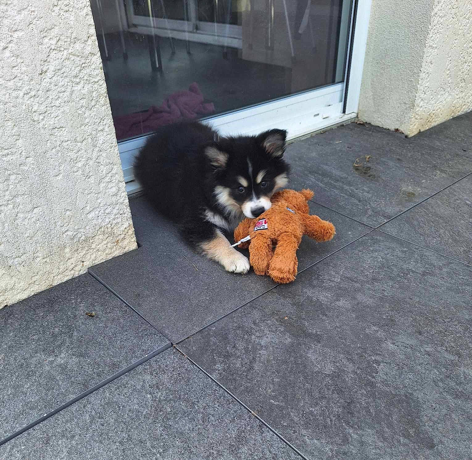 Volga a rejoint le concours — aidez-le/la à gagner de superbes lots ! asphalt, canidae, carnivore, companion_dog, dog_breed, door, felidae, floor, flooring, fur, porch, road, road_surface, sidewalk, small_to_medium_sized_cats, snout, sporting_group, tail, toy_dog, whiskers