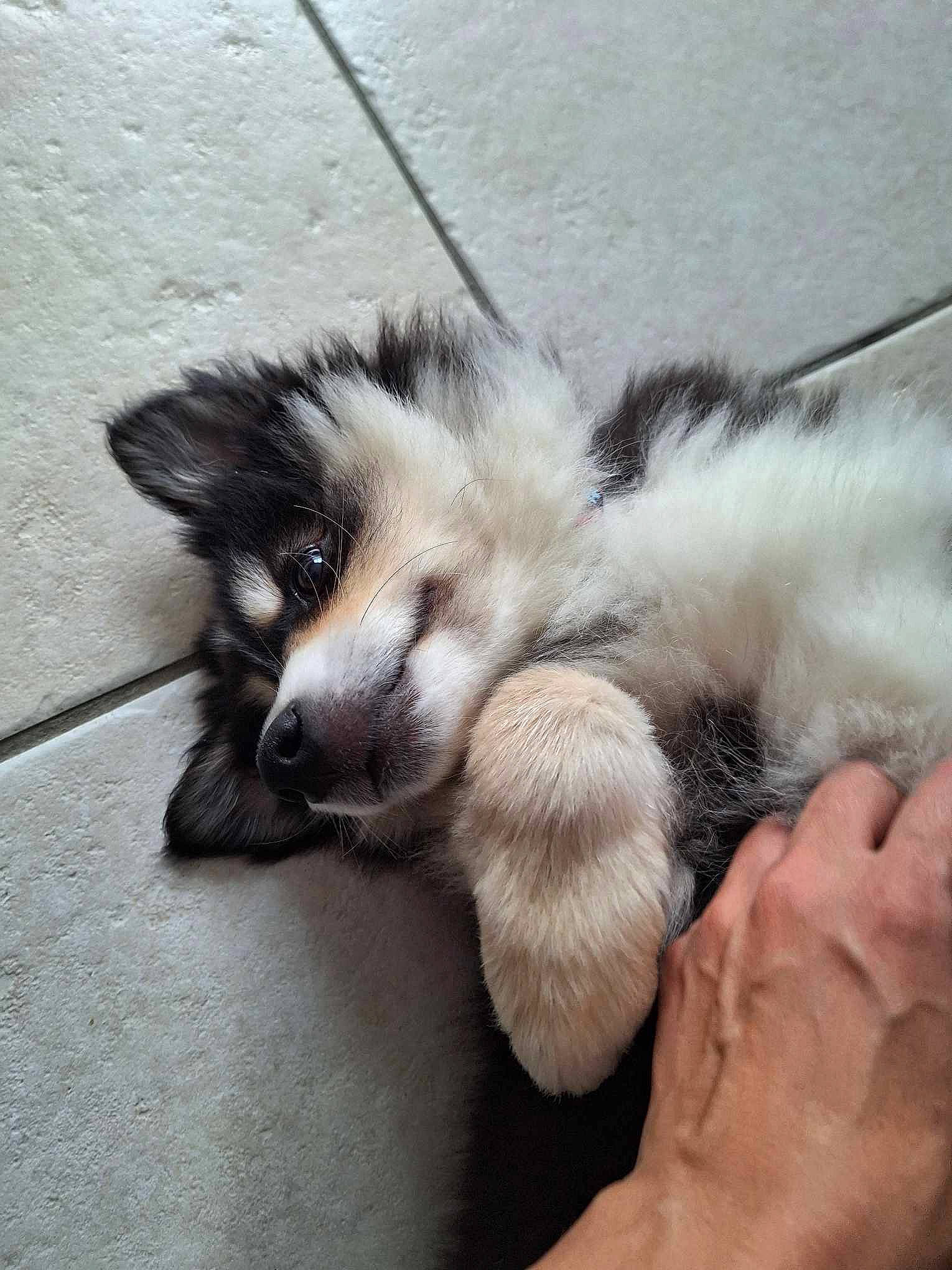 Volga participe au concours pour gagner de l'argent avec cette photo : canidae, carnivore, claw, cloud, comfort, companion_dog, dog, dog_breed, fawn, felidae, fur, nail, paw, puppy, small_to_medium_sized_cats, snout, sporting_group, tail, terrestrial_animal, whiskers