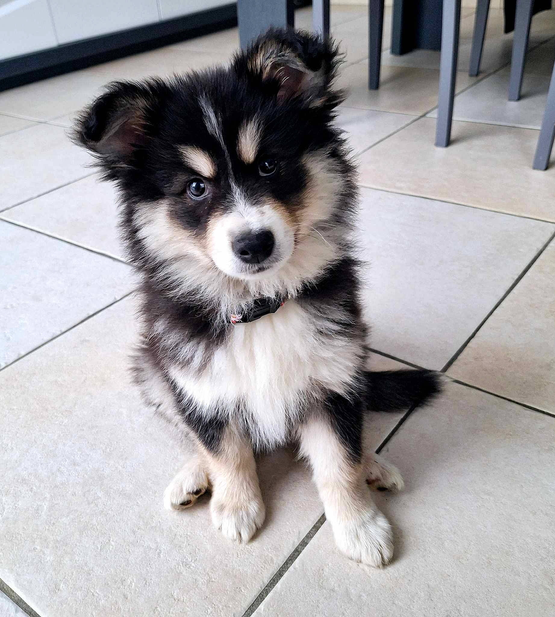 Volga a rejoint le concours — aidez-le/la à gagner de superbes lots ! ancient_dog_breeds, canidae, carnivore, companion_dog, dog, dog_breed, dog_supply, flooring, fur, herding_dog, puppy, snout, sporting_group, square, toy_dog, whiskers, working_animal, working_dog