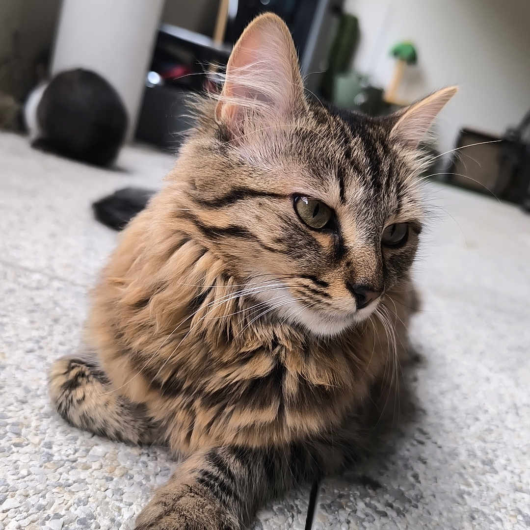 Zéphyr a rejoint le concours — aidez-le/la à gagner de superbes lots ! animal, background, blur, calm, cat, closeup, cute, domestic, feline, floor, fur, indoor, laying, mammal, pet, portrait, relaxing, tabby, texture, whiskers