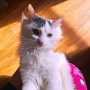 Blanquita joined the competition — help win amazing prizes! cat, white_cat, fluffy, pet, indoor, sunlight, wooden_floor, relaxed, cute, animal, feline, pajamas, hello_kitty, pink, person, lap, whiskers, ears, nose, fur