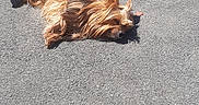 Scoubidou a rejoint le concours — aidez-le/la à gagner de superbes lots ! animal, asphalt, calm, canine, daytime, dog, fur, golden_fur, long_fur, lying_down, outdoor, pavement, pet, quiet, relaxed, resting, shadow, small_dog, sunbathing, sunlight