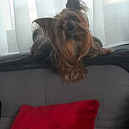 Scoubidou participe au concours pour gagner de l'argent avec cette photo : animal, companion, couch, cozy, curious, curtains, cute, dog, domestic_animal, fur, furniture, head_tilt, indoors, living_room, pet, red_pillow, resting, small_dog, window, yorkshire_terrier
