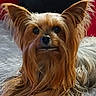 dog, yorkshire_terrier, pet, animal, long_hair, ears, carpet, indoor, portrait, cute, furry, small_dog, looking, close_up, laying_down, fluffy, brown, black, nose, face