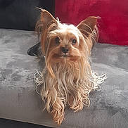 Scoubidou participe au concours pour gagner de l'argent avec cette photo : dog, long_hair, pet, canine, ears, blanket, couch, indoor, fur, small_dog, relaxed, portrait, animal, companion, cute, household, furniture, looking, resting, cozy