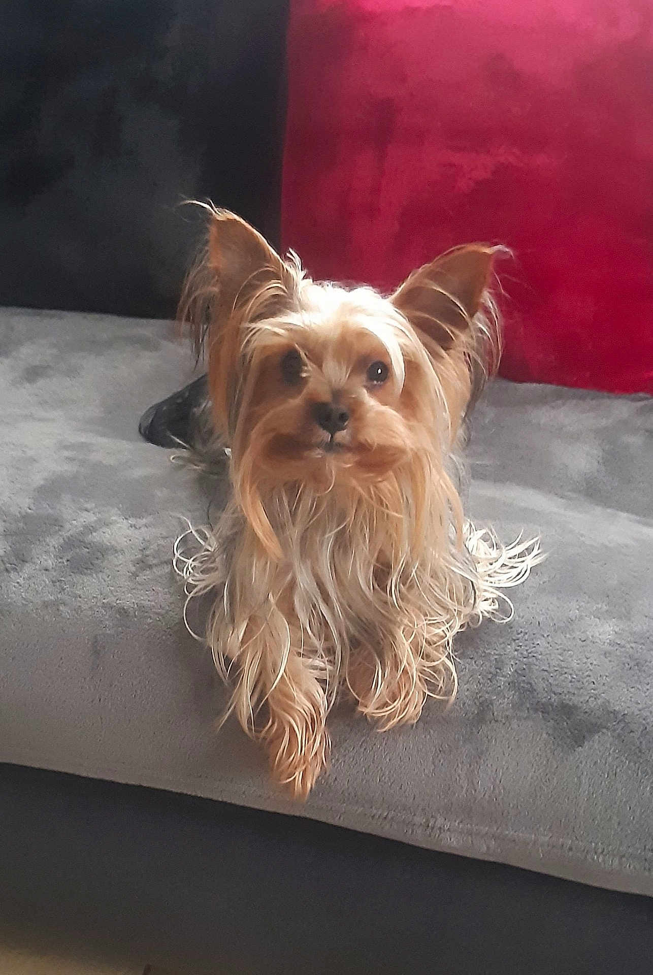 Scoubidou participe au concours pour gagner de l'argent avec cette photo : dog, long_hair, pet, canine, ears, blanket, couch, indoor, fur, small_dog, relaxed, portrait, animal, companion, cute, household, furniture, looking, resting, cozy