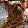 dog, pet, long_hair, silky_fur, small_dog, yorkshire_terrier, carpet, indoor, cute, animal, fur, ears, nose, close_up, relaxed, laying_down, soft_texture, brown_fur, black_fur, whiskers