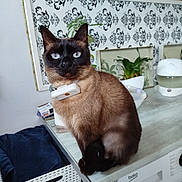 Natty a rejoint le concours — aidez-le/la à gagner de superbes lots ! cat, siamese, pet, indoor, countertop, collar, plant, framed_art, household, domestic, feline, fur, whiskers, ears, eyes, table, decor, appliance, basket, blanket