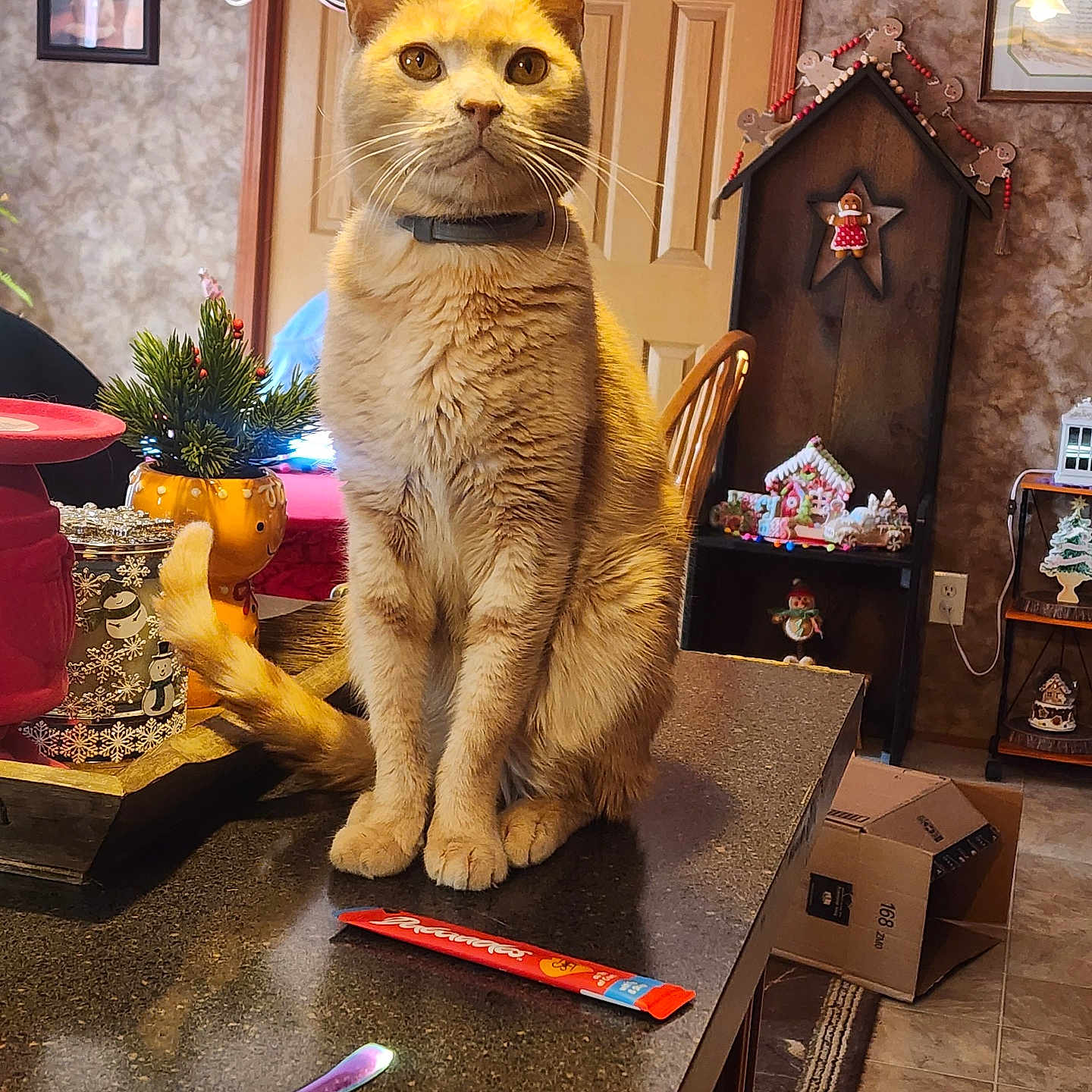 Kylo is registered to the contest to win money with this photo: abyssinian, animal, art, box, cat, chair, flower, flowerarrangement, furniture, indoors, interiordesign, jar, painting, person, pet, plant, plywood, pottedplant, table, wood