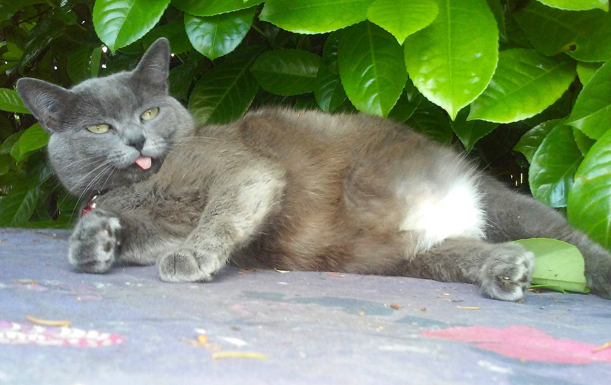 Princesse participe au concours pour gagner de l'argent avec cette photo : british_semi_longhair, british_shorthair, carnivore, cat, chartreux, domestic_long_haired_cat, domestic_short_haired_cat, european_shorthair, fawn, felidae, korat, mammal, nebelung, norwegian_forest_cat, ragamuffin, russian_blue, siberian, small_to_medium_sized_cats, vertebrate, whiskers