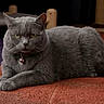 cat, gray_cat, indoor, carpet, purple_rug, orange_rug, pet, feline, relaxed, lying_down, collar, domestic_animal, fur, whiskers, animal, cute, eyes, resting, cozy, home