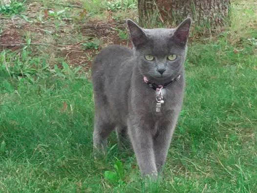 Princesse participe au concours pour gagner de l'argent avec cette photo : carnivore, cat, chartreux, domestic_short_haired_cat, felidae, korat, mammal, nebelung, russian_blue, small_to_medium_sized_cats, vertebrate, whiskers, wildlife