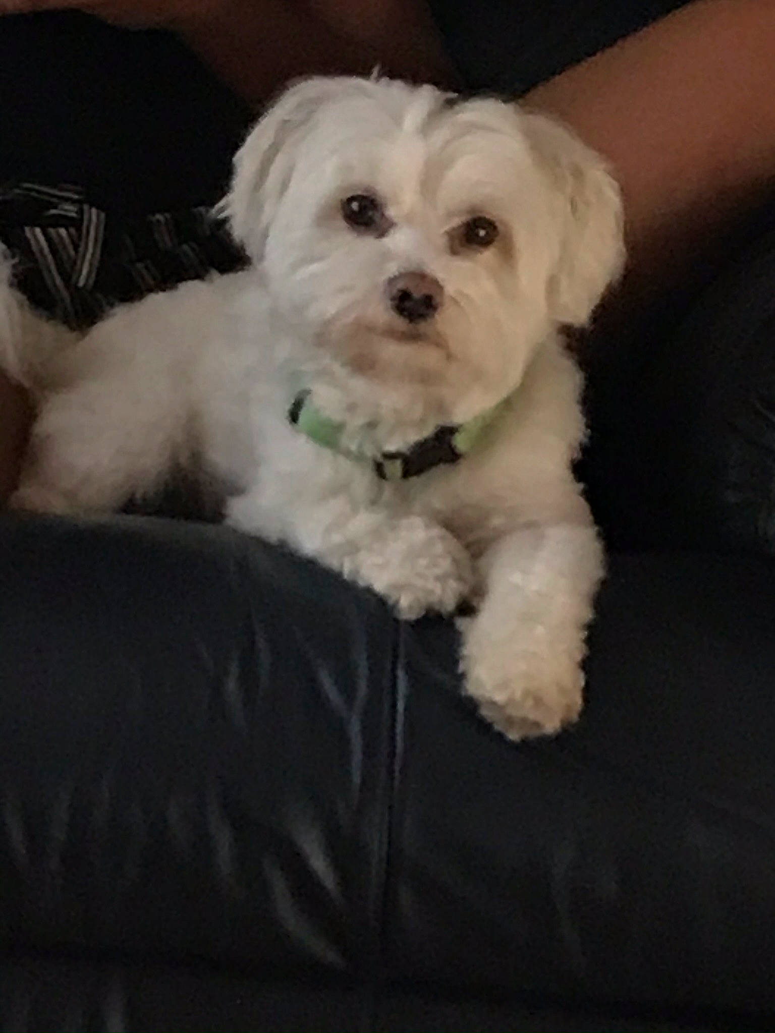 Clarence joined the competition — help win amazing prizes! canidae, carnivore, companion_dog, dog, dog_breed, fur, labradoodle, non_sporting_group, poodle, poodle_crossbreed, puppy_love, shih_poo, small_terrier, sporting_group, terrier, toy_dog, water_dog, working_animal