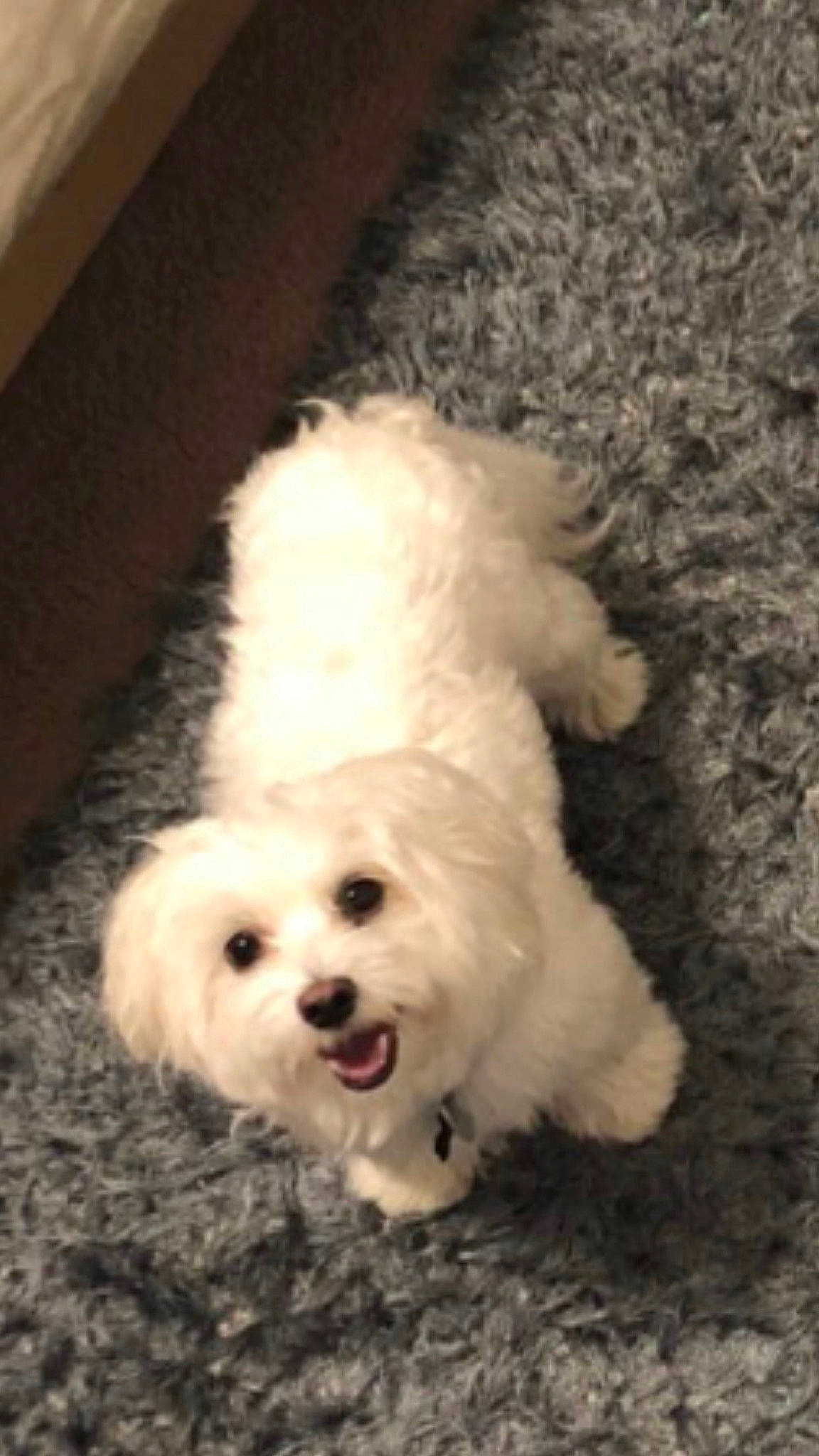 Clarence is registered to the contest to win money with this photo: canidae, carnivore, companion_dog, dog, dog_breed, fur, labradoodle, maltepoo, non_sporting_group, poodle, poodle_crossbreed, shih_poo, small_terrier, snout, sporting_group, terrier, toy_dog, water_dog, working_animal