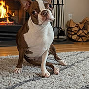 Winnie is registered to the contest to win money with this photo: boston_terrier, dog, pet, indoor, fireplace, firewood, rug, curious, brown_and_white, ears_up, wood_floor, cozy, fireplace_tools, sitting, looking, animal, companion, domestic, household, cute