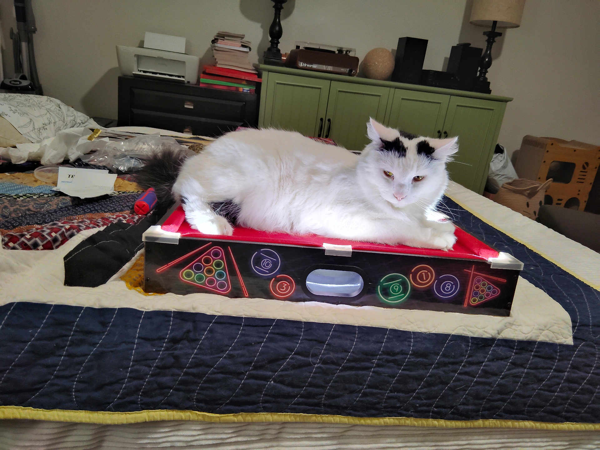 Charlie joined the competition — help win amazing prizes! cat, white_cat, black_markings, bed, quilt, box, indoor, furniture, lamp, books, cabinet, tail, pet, resting, cozy, domestic, sleepy, animal, home, relaxing