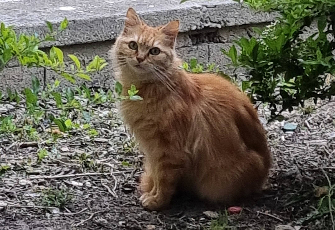 Ninou a rejoint le concours — aidez-le/la à gagner de superbes lots ! british_longhair, carnivore, cat, domestic_short_haired_cat, fawn, felidae, fur, grass, groundcover, maine_coon, plant, small_to_medium_sized_cats, snout, soil, tail, terrestrial_animal, whiskers, wildlife, wood