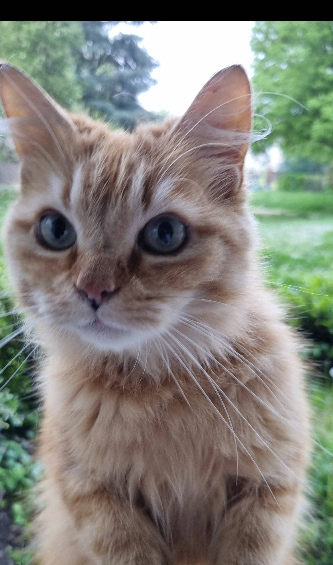 Ninou a rejoint le concours — aidez-le/la à gagner de superbes lots ! carnivore, cat, domestic_short_haired_cat, fawn, felidae, fur, grass, maine_coon, plant, sky, small_to_medium_sized_cats, snout, tail, terrestrial_animal, tree, whiskers, wildlife, window