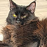 Athena a rejoint le concours — aidez-le/la à gagner de superbes lots ! animal, black_cat, cat, close_up, cozy, cute, domestic_cat, ears, feline, fluffy_fur, fur_texture, indoor, lying_down, mammal, pet, portrait, relaxed, resting, whiskers, yellow_eyes