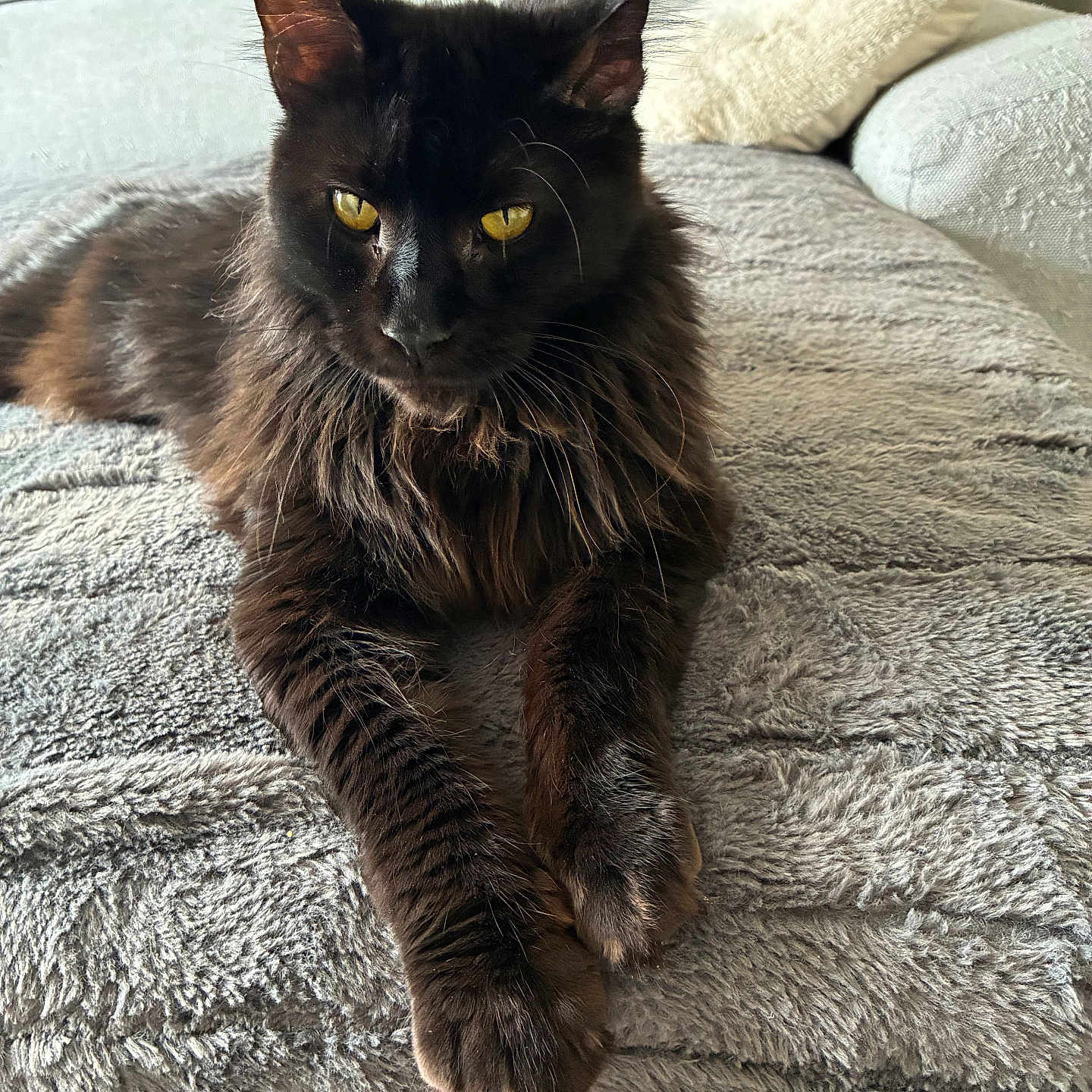 Athena participe au concours pour gagner de l'argent avec cette photo : animal, black_cat, blanket, cat, close_up, couch, cozy, ears, feline, fur, home, indoor, lying_down, maine_coon, paws, pet, portrait, relaxed, whiskers, yellow_eyes