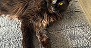 Athena participe au concours pour gagner de l'argent avec cette photo : animal, black_cat, blanket, cat, companion, cozy, cute, domestic_cat, ears, floor, fluffy, fur, indoor, long_hair, pet, relaxed, resting, texture, whiskers, yellow_eyes