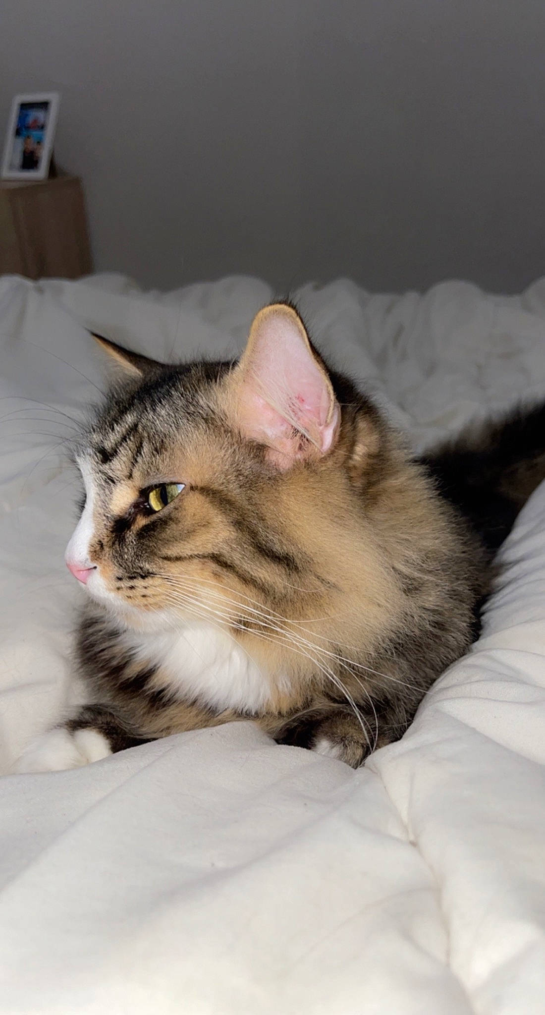 Tiger a rejoint le concours — aidez-le/la à gagner de superbes lots ! box, carnivore, cat, claw, comfort, domestic_short_haired_cat, ear, eye, fawn, felidae, fur, nap, paw, sitting, sleep, small_to_medium_sized_cats, snout, terrestrial_animal, whiskers