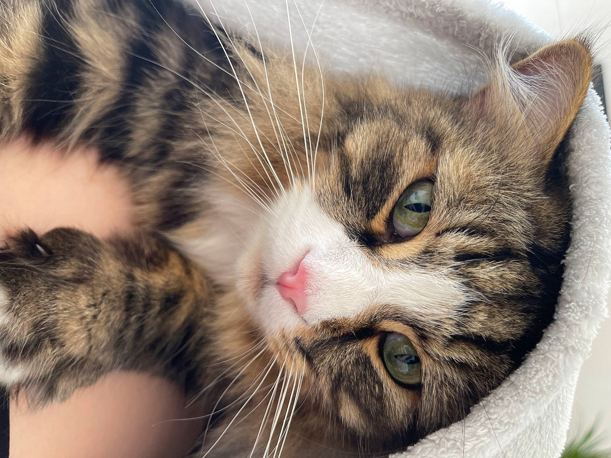 Tiger a rejoint le concours — aidez-le/la à gagner de superbes lots ! carnivore, cat, claw, domestic_short_haired_cat, ear, eye, felidae, fur, grass, iris, nap, nose, paw, sleep, small_to_medium_sized_cats, snout, terrestrial_animal, whiskers, wildlife, window