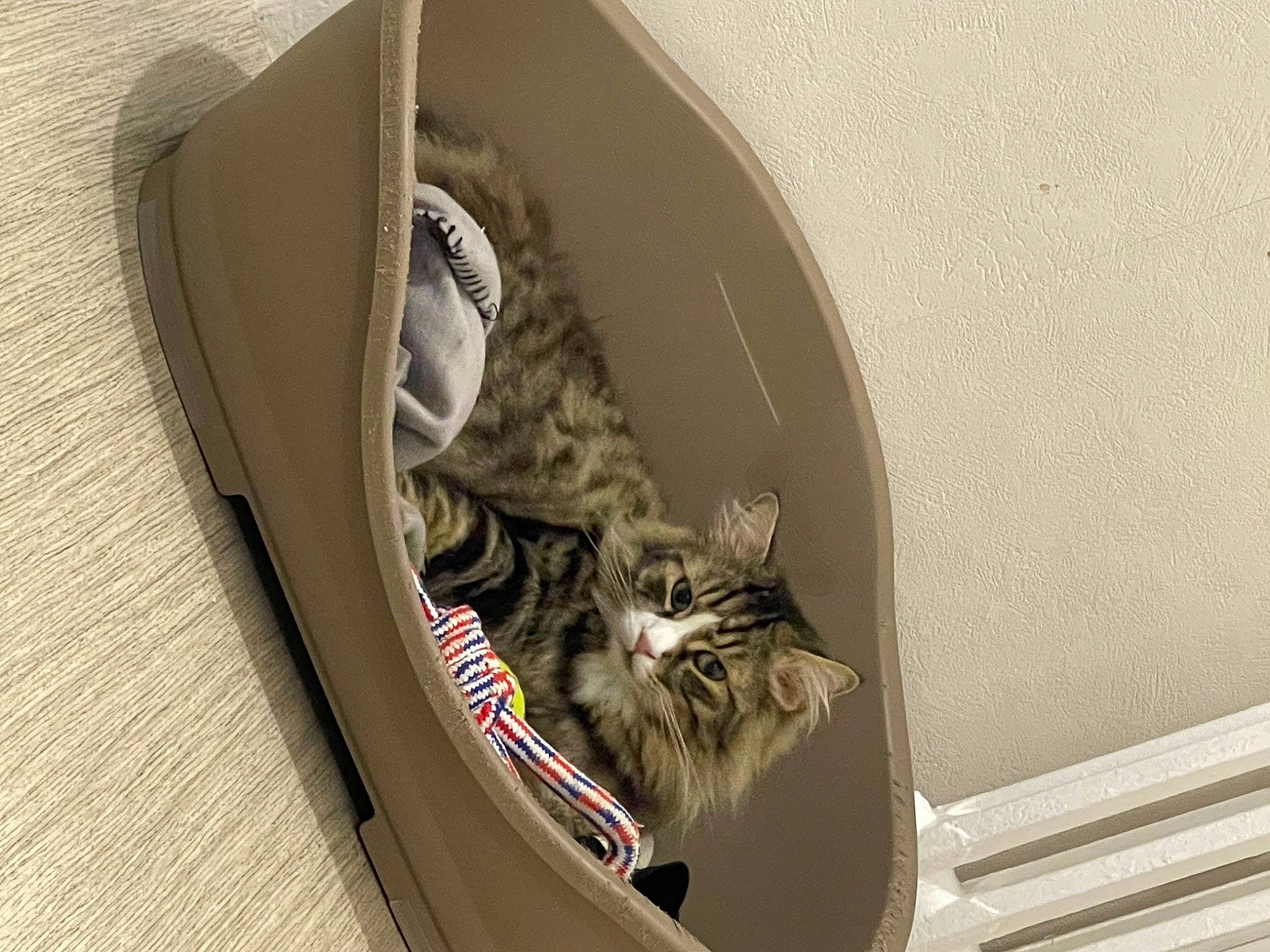 Tiger participe au concours pour gagner de l'argent avec cette photo : automotive_tire, carnivore, cat, clothes_dryer, comfort, door, eye, felidae, fender, fur, grey, rim, small_to_medium_sized_cats, snout, tail, tire, washing_machine, whiskers, window, wood