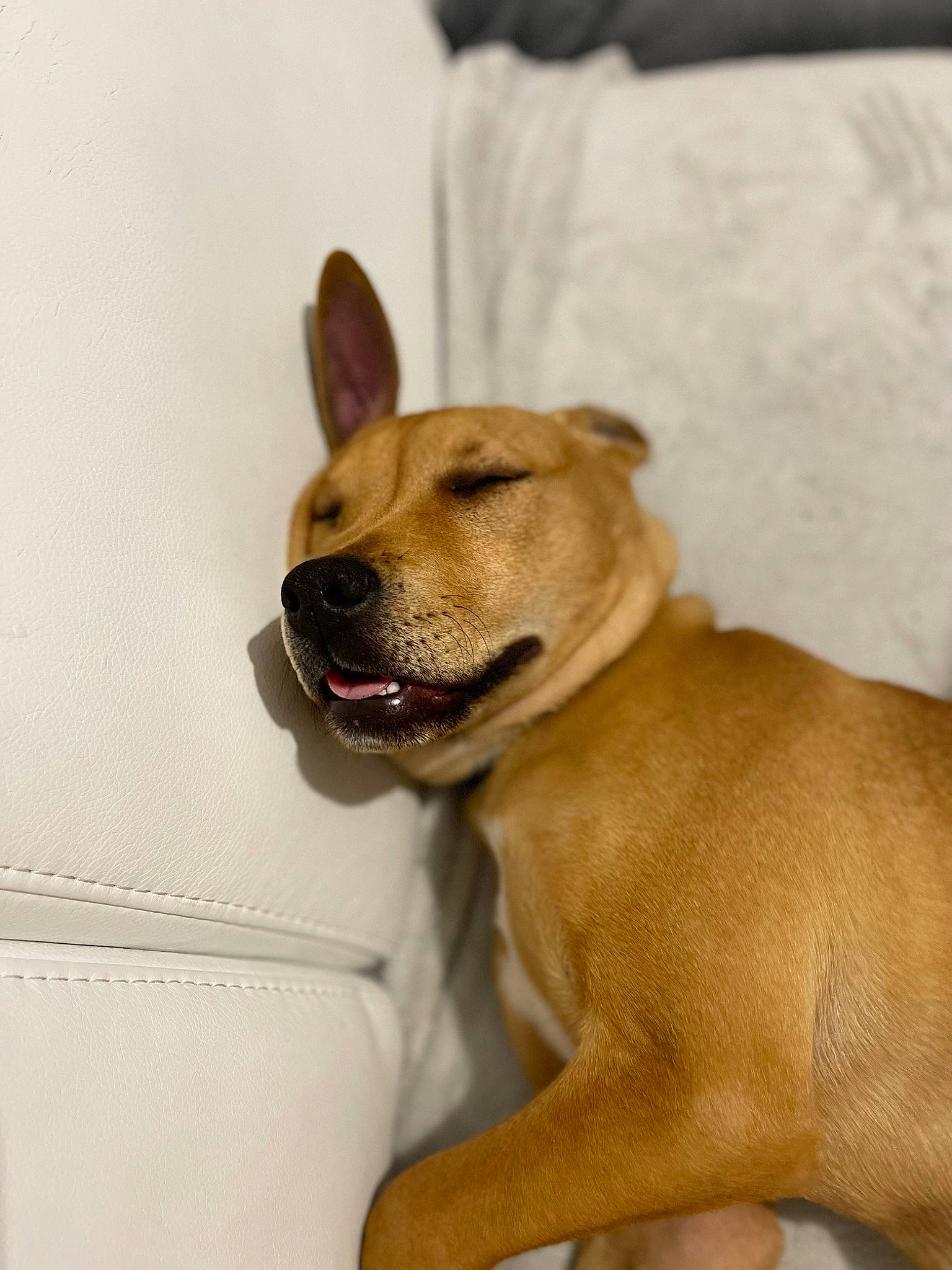 Oslow a rejoint le concours — aidez-le/la à gagner de superbes lots ! canidae, carnivore, collar, companion_dog, dog, dog_breed, dog_collar, dog_supply, ear, fawn, fur, guard_dog, paw, pet_supply, snout, sporting_group, tail, terrestrial_animal, whiskers, working_animal