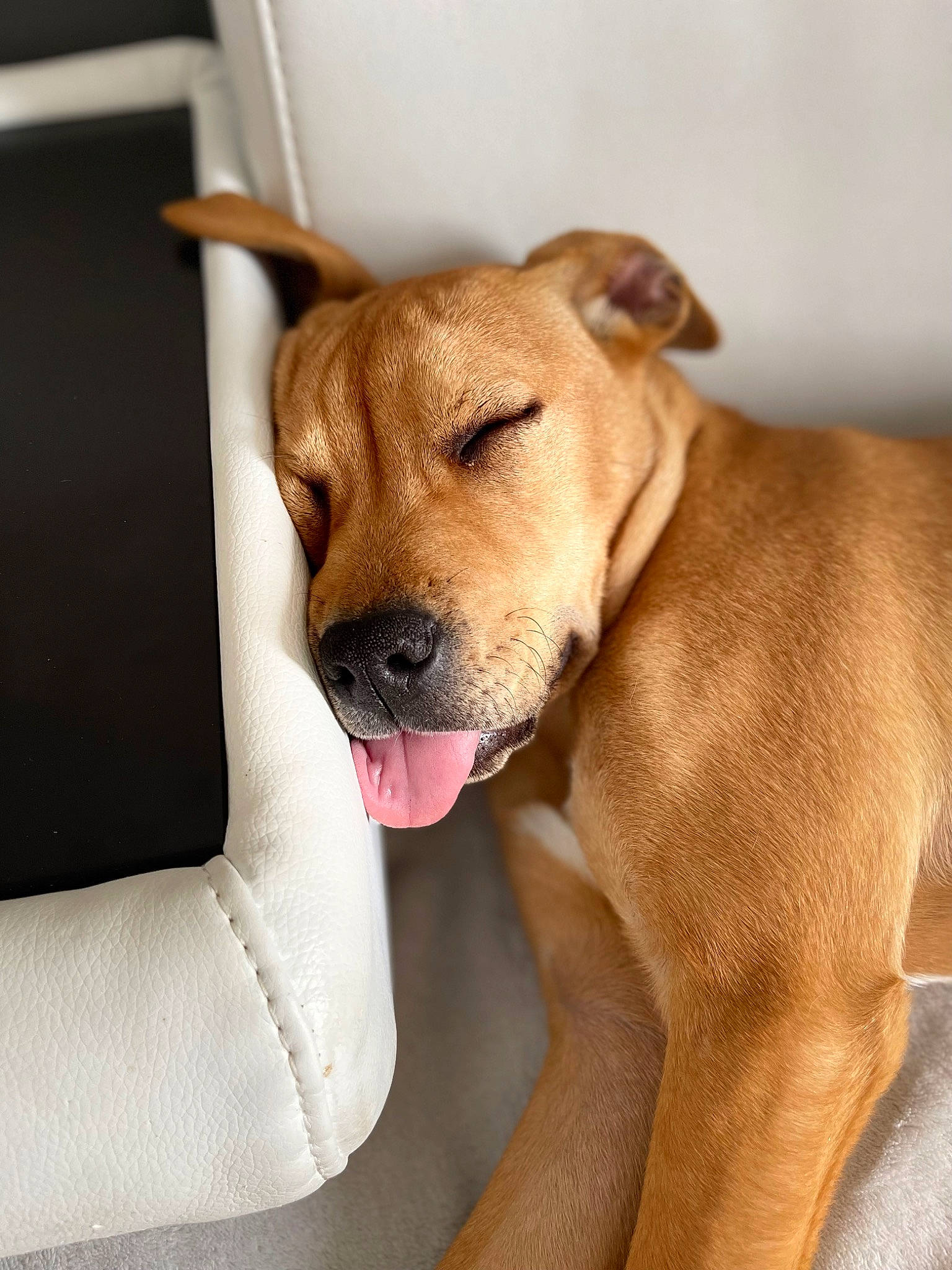 Oslow a rejoint le concours — aidez-le/la à gagner de superbes lots ! carnivore, collar, comfort, companion_dog, dog, dog_breed, dog_collar, dog_supply, fawn, fur, liver, paw, pet_supply, snout, sporting_group, whiskers, working_animal