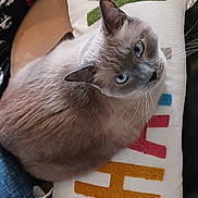 Silver joined the competition — help win amazing prizes! blue_eyes, carpet, cat, closeup, couch, cozy, decor, feline, furniture, gray_fur, home_interior, indoor, pet, pillow, relaxed, resting, seated, soft, textile, whiskers