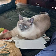 Silver joined the competition — help win amazing prizes! blue_eyes, cabinet, casual, cat, clothing, couch, cozy, door, furniture, home, indoor, leather, legs, living_room, papers, person, relaxed, resting, siamese_cat, wood