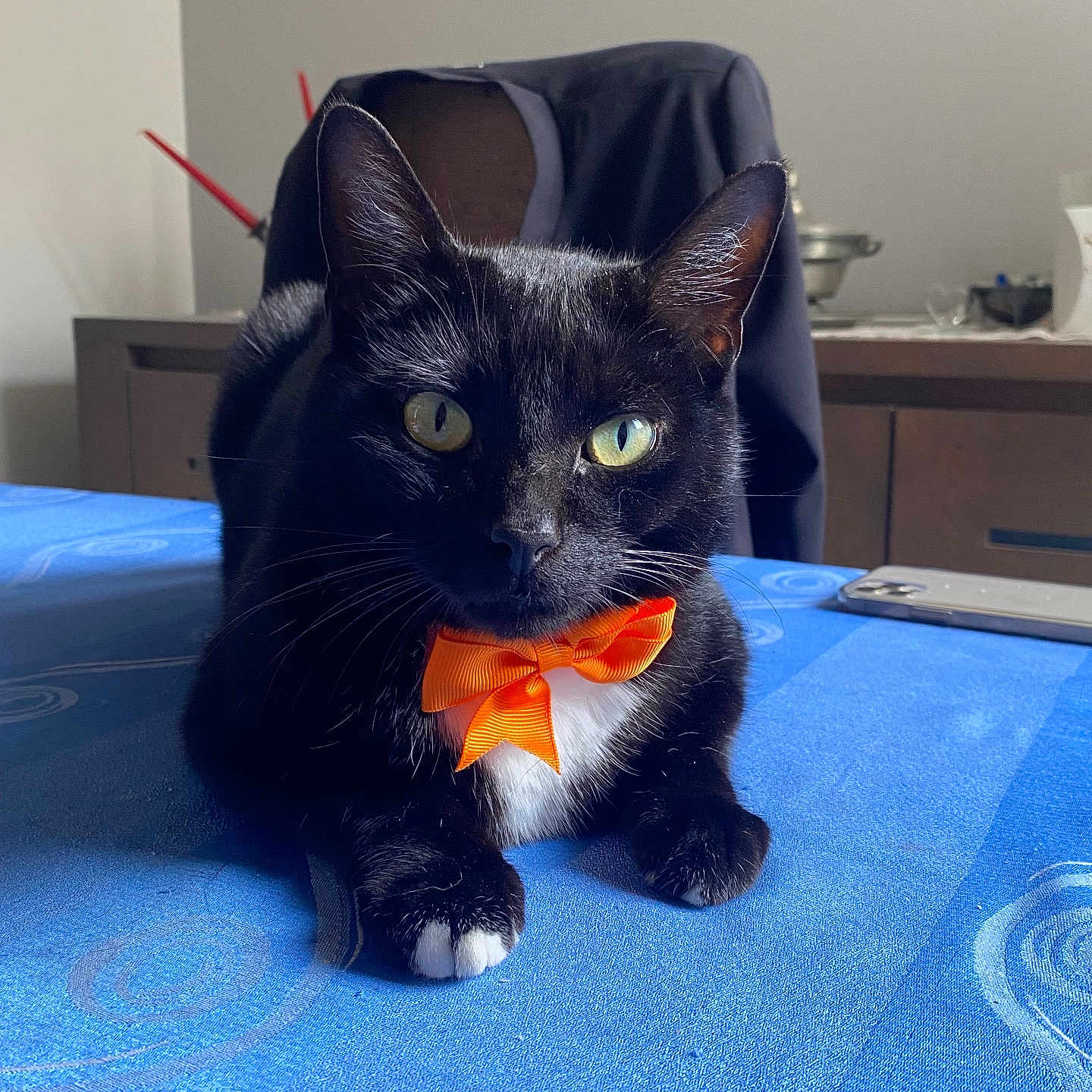 Sam participe au concours pour gagner de l'argent avec cette photo : accessories, animal, art, blackcat, cat, chair, computer, computerhardware, couch, electronics, formalwear, furniture, hardware, laptop, monitor, painting, pen, pet, screen, tie