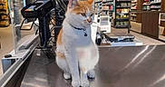 Arlo a rejoint le concours — aidez-le/la à gagner de superbes lots ! cat, orange_and_white_cat, supermarket, checkout_counter, cash_register, retail_store, indoor, pet, animal, feline, collar, commercial, aisle, products, lighting, modern_interior, shopping, curious, sitting, countertop