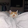 cat, orange_cat, white_cat, sleeping, cozy, blanket, bedroom, indoor, pet, feline, fluffy, resting, cute, comfort, domestic_animal, fur, whiskers, relaxed, animal, face