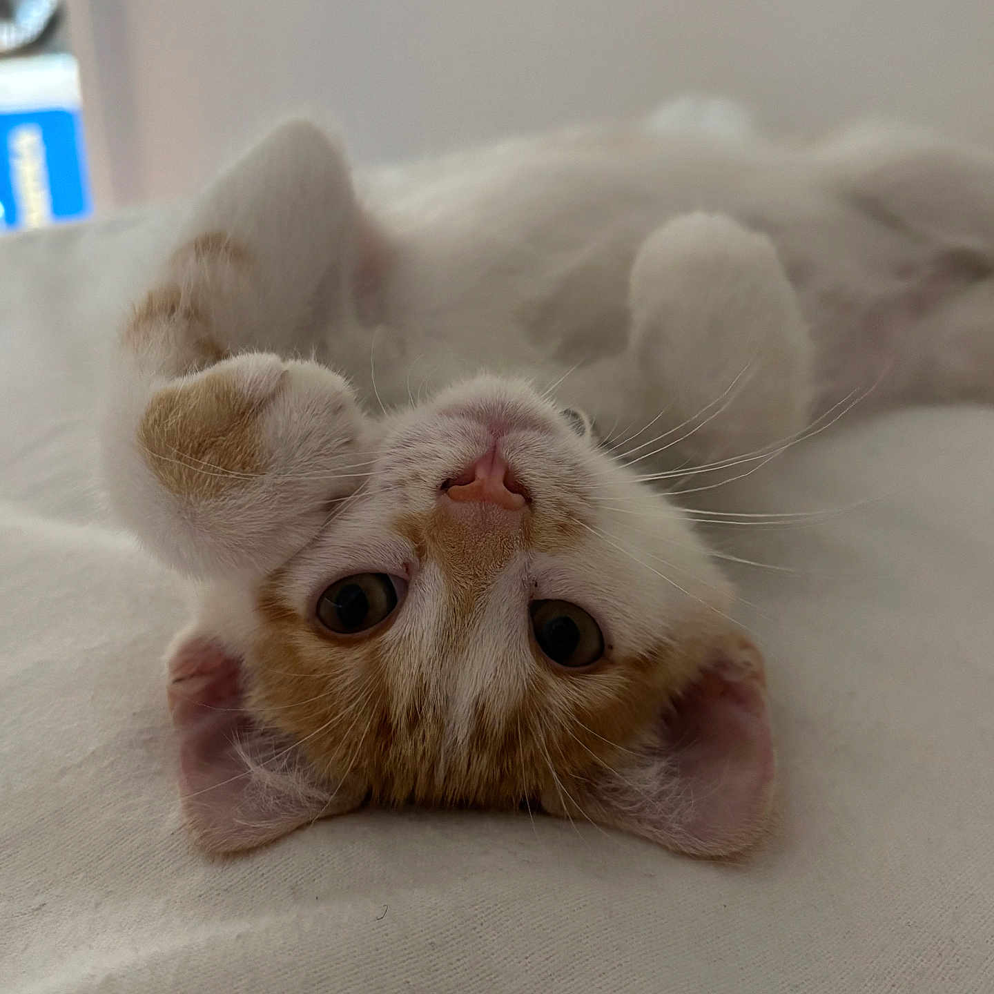 Arlo participe au concours pour gagner de l'argent avec cette photo : cat, kitten, pet, animal, cute, orange_and_white, fur, whiskers, paws, lying_down, playful, indoor, bed, soft, curious, close_up, young, sleepy, adorable, resting