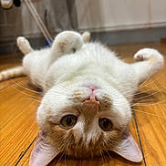 Arlo participe au concours pour gagner de l'argent avec cette photo : cat, pet, animal, indoor, wooden_floor, whiskers, ears, cute, playful, curious, feline, relaxed, closeup, brown_and_white, domestic_cat, flooring, mammal, lying_down, portrait, fur