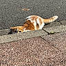 Arlo participe au concours pour gagner de l'argent avec cette photo : cat, orange_cat, white_cat, peeking, curb, pavement, outdoor, sunlight, shadow, texture, animal, pet, playful, hiding, street, sidewalk, curious, daylight, nature, fur