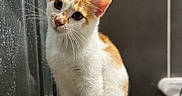 Arlo participe au concours pour gagner de l'argent avec cette photo : animal, cat, closeup, curious, cute, domestic, ears, feline, indoor, orange_and_white, pet, purple_clothespin, raindrops, reflection, sitting, tail, tile_wall, wet_glass, whiskers, wooden_surface