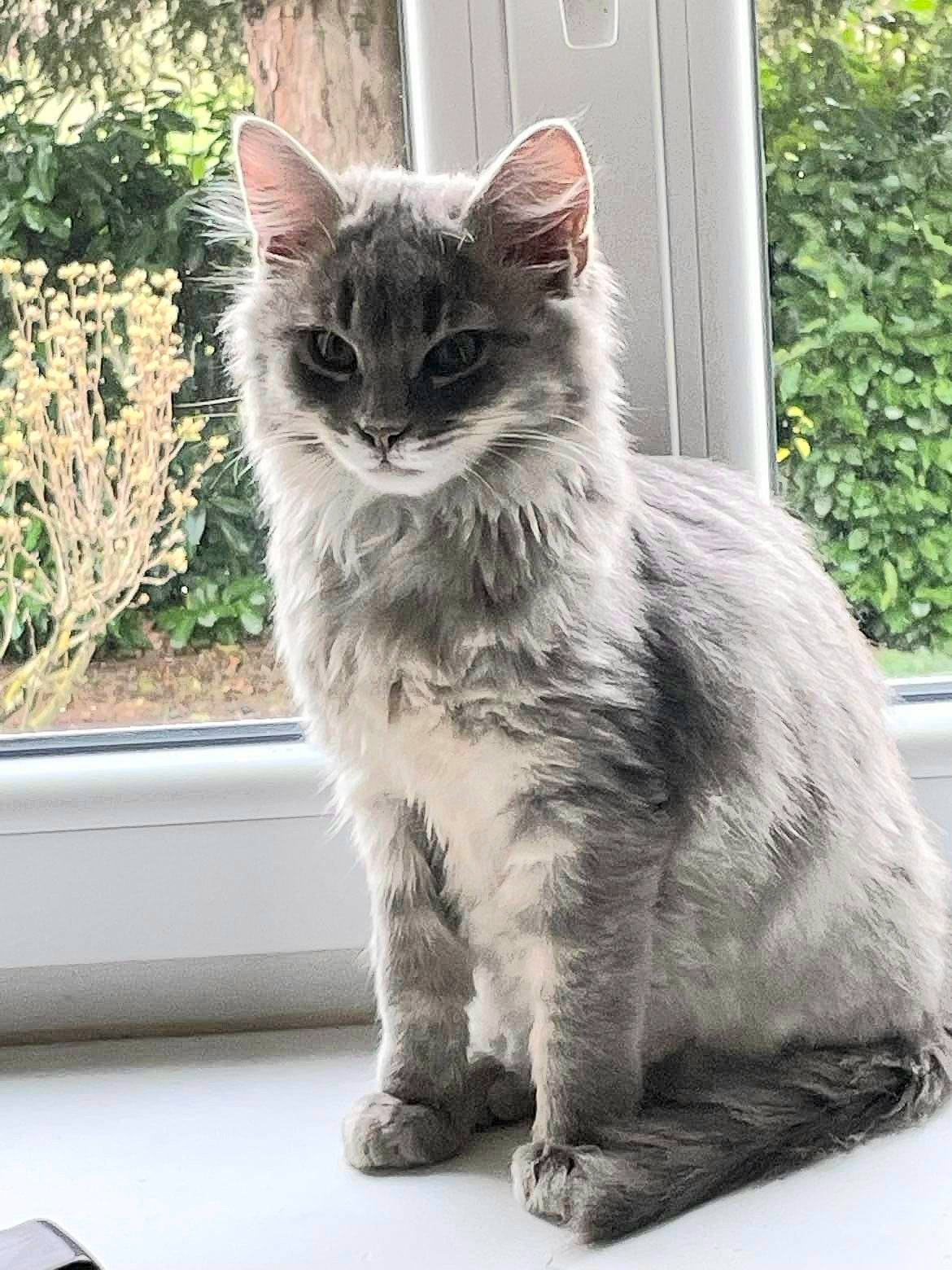 Petit Prince participe au concours pour gagner de l'argent avec cette photo : british_longhair, carnivore, cat, claw, domestic_short_haired_cat, door, felidae, fur, glass, grass, grey, maine_coon, paw, plant, small_to_medium_sized_cats, snout, tail, tree, whiskers, window